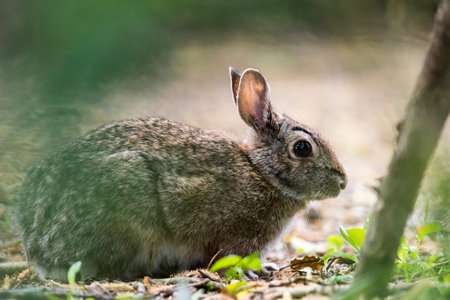 A picture of a cute wild rabbit
