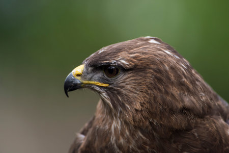 A picture of a beautiful hawkの写真素材