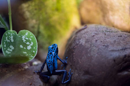 A picture of a beautiful blue and black frogの素材 [FY310186069362]