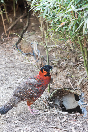 A picture of a beautiful tragopanの写真素材