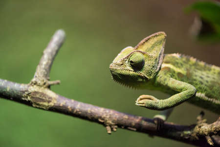 A picture of a green chameleonの写真素材
