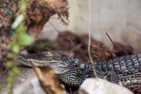 A picture of a dangerous crocodileの写真素材