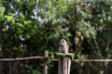 A picture of a beautiful owl on a tree