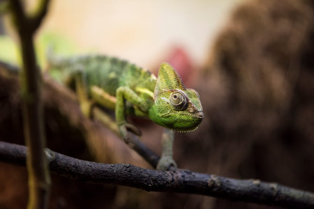 A picture of a green chameleonの写真素材