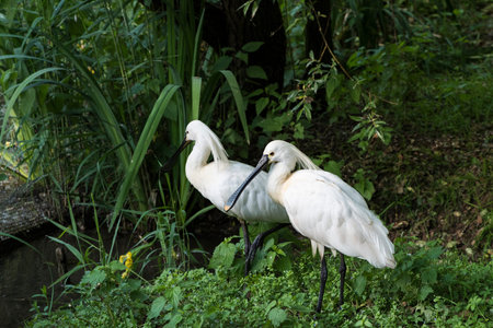 A picture of a beautiful white spatula platalea