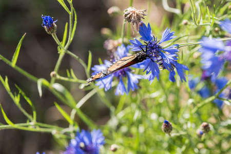 A picture of a beautiful butterfly on a flowerの写真素材
