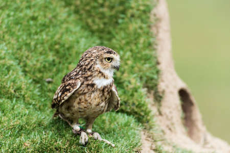 A picture of a beautiful owl on a treeの写真素材