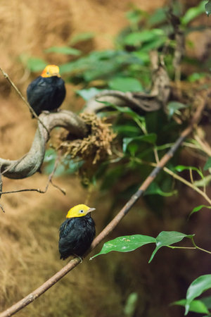 A picture of a little bird with yellow head and black body