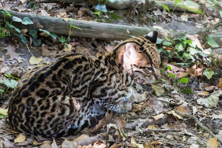 A picture of a beautiful ocelot in the wildの写真素材