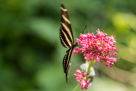 A picture of a beautiful butterfly on a flower