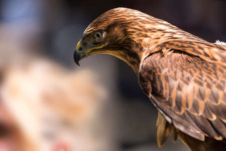 A picture of a beautiful hawkの写真素材