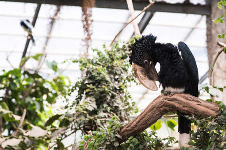 A picture of a beautiful hornbill among the leavesの写真素材