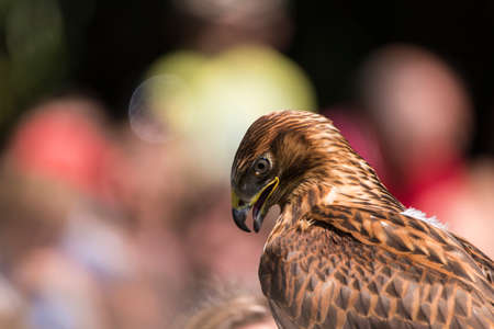 A picture of a beautiful hawkの写真素材