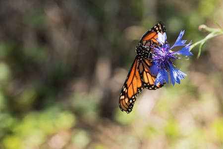 A picture of a beautiful butterfly on a flowerの写真素材