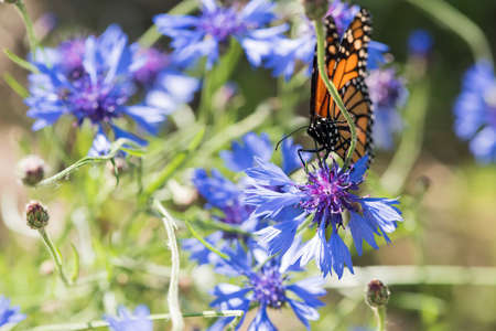 A picture of a beautiful butterfly on a flowerの写真素材