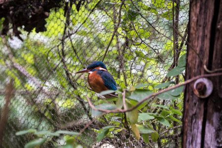 A picture of a beautiful colored kingfisher