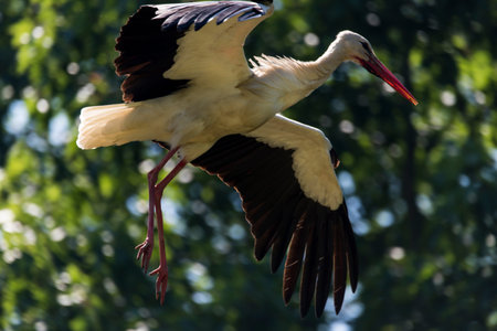 A picture of a beautiful stork