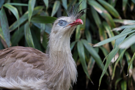 A picture of a beautiful cariama cristataの写真素材