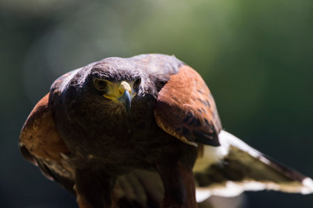 A picture of a beautiful hawk
