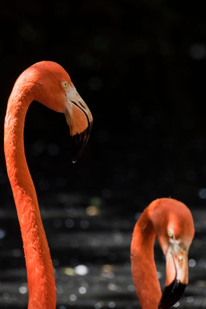 A picture of pink flamingos in the water