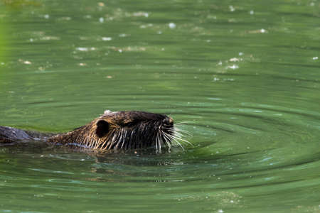 A picture of a pretty beaver in the waterの写真素材