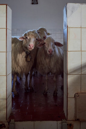 A picture of some sheeps watching through the doorの写真素材