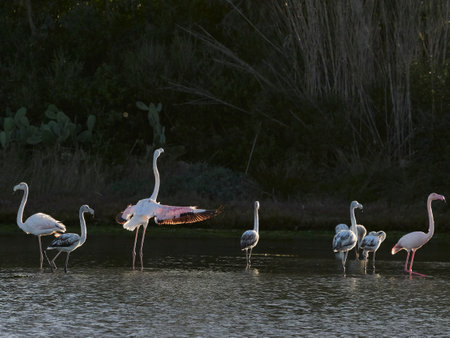 A picture of some beautiful pink and white flamingosの写真素材