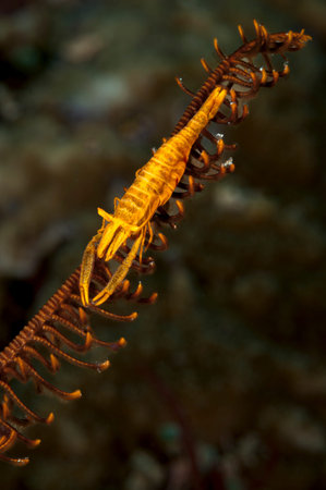 A picture of a beautiful Feather star shrimp