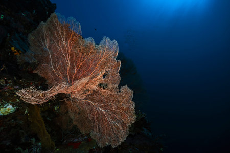 A beautiful picture of a healthy coral reefの写真素材