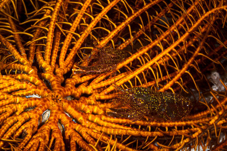 A pictuer of a Stimpson's snapping shrimp
