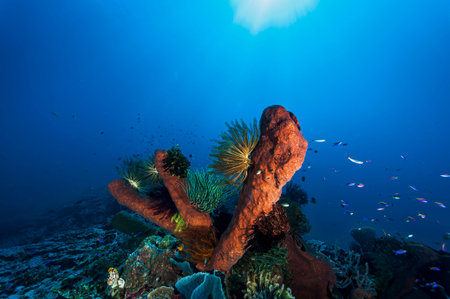 A beautiful picture of a healthy coral reef
