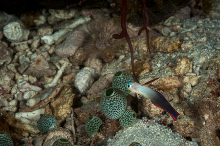 A picture of a beautiful purple fire goby