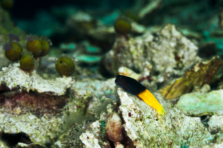 A beautiful picture of a two colored combtooth blennyの写真素材
