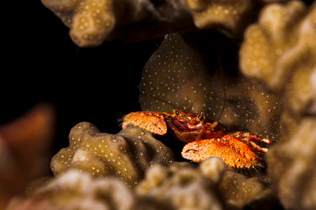 A picture of a beautiful squat lobster in the coralの写真素材