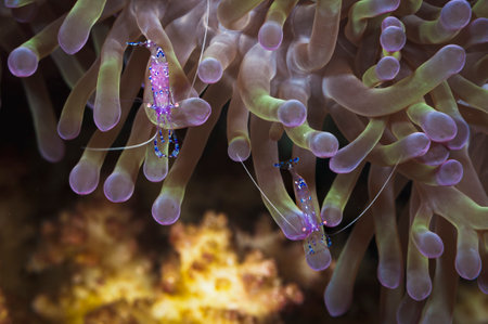 A picture of a beautiful Cleaner shrimpの写真素材