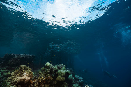 A beautiful picture of a healthy coral reefの写真素材