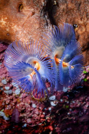 A picture of a colored Christmas tree worm