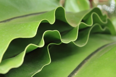 Fernの写真素材