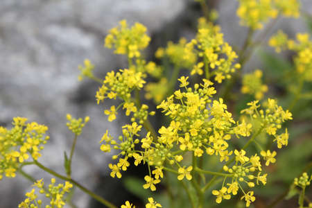 Yellow Flowerの写真素材
