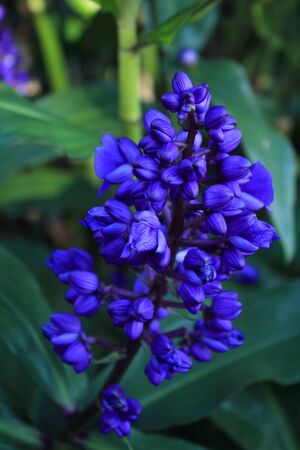 Purple flowersの写真素材