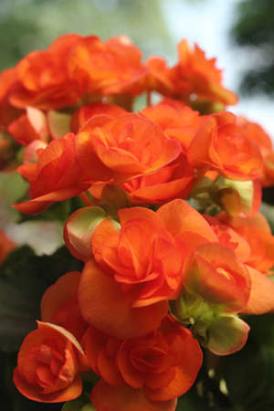 Orange flowersの写真素材