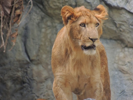Lionの写真素材