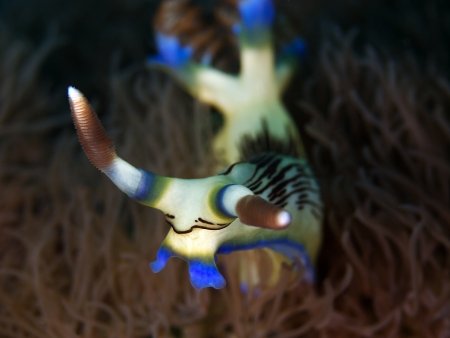 Harlequin Nudibranch (Nembrotha lineolata)の写真素材