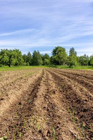 Potatoa farm field before planting vegetablesの写真素材