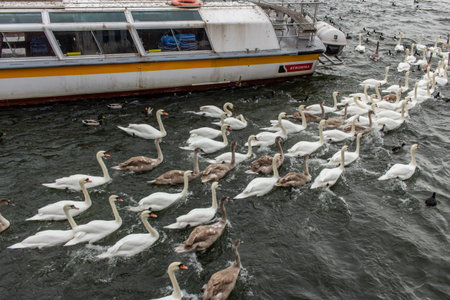Stockholm, Sweden- February 2020: city water birds, swans family