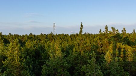 Green soft wood forest view from topの写真素材