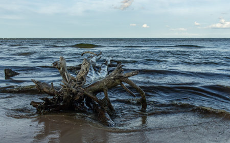 Baltic beach coastline water washed dead tree