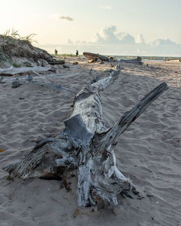 Baltic beach coastline water washed dead treeの写真素材