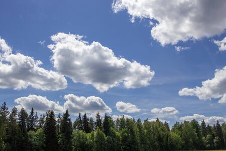 Simple nature picture green forest and clouds in skyの写真素材