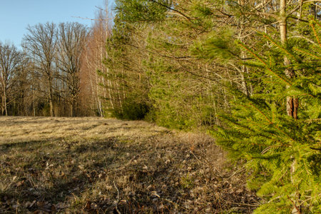 Green soft wood line forest begining